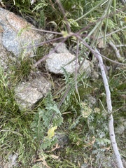 Caulanthus lasiophyllus