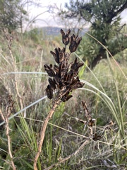Asphodeloideae