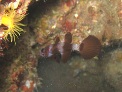 Pseudamia zonata