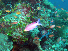 Mirolabrichthys tuka