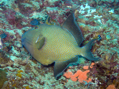 Pseudobalistes fuscus