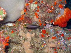 Pseudochromis bitaeniatus