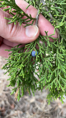 Juniperus ashei