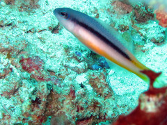Pseudochromis