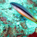 Pseudochromis eichleri - Photo (c) Sylvain Le Bris, algunos derechos reservados (CC BY-NC), subido por Sylvain Le Bris
