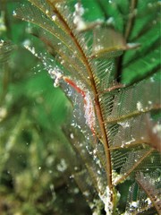 Manipontonia psamathe