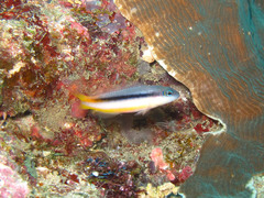 Pseudochromis