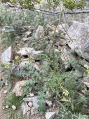 Caulanthus lasiophyllus