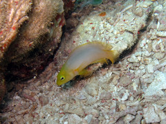 Pseudochromis