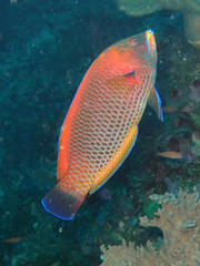 Pseudodax moluccanus