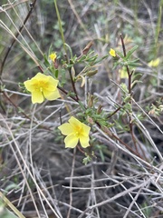 Crocanthemum scoparium