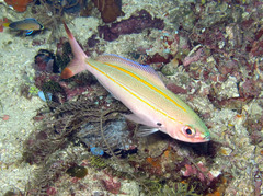 Pterocaesio digramma