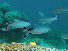 Pterocaesio digramma