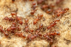 Tetramorium hispidum
