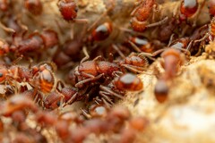 Tetramorium hispidum