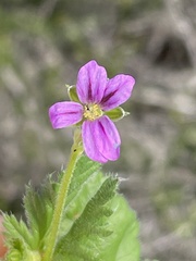 Erodium brachycarpum