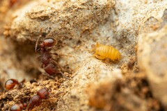Tetramorium hispidum