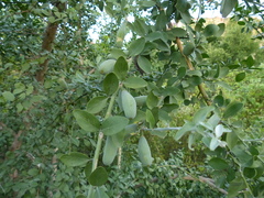 Balanites aegyptiaca