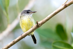 Todirostrum maculatum