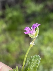 Erodium brachycarpum