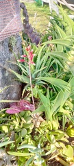 Asphodeloideae