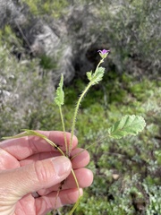 Erodium brachycarpum