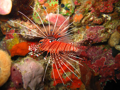 Pterois antennata