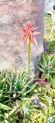 Aloe arborescens
