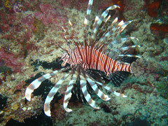 Pterois