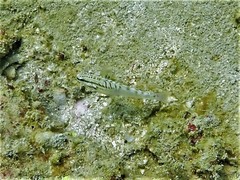 Amblygobius stethophthalmus