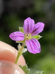 Erodium brachycarpum
