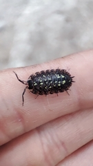 Porcellio spinipennis