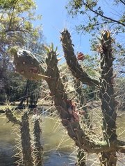 Austrocylindropuntia subulata