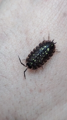 Porcellio spinipennis