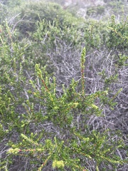 Adenostoma fasciculatum