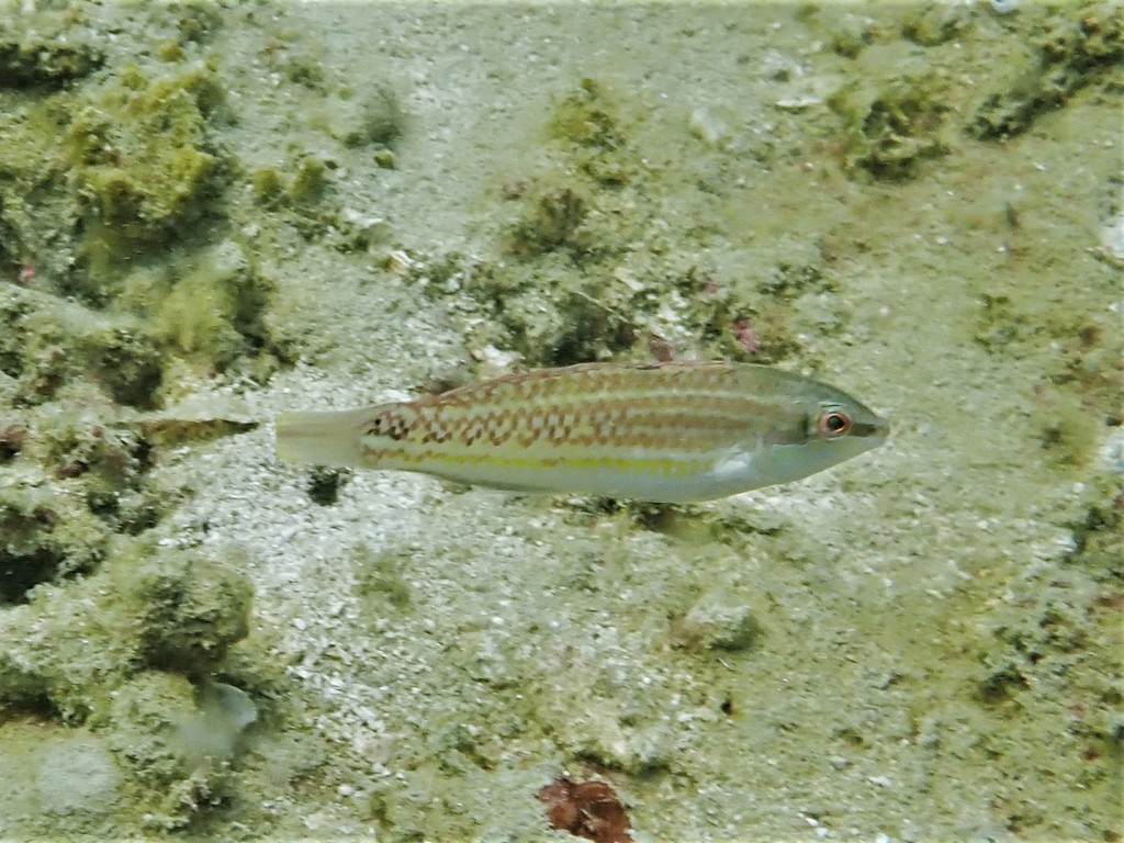 Erdmann's Wrasse