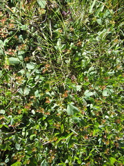 Sibbaldia procumbens