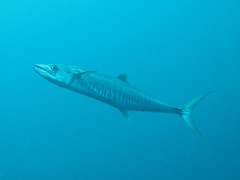 Scomberomorus commerson