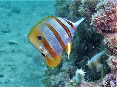 Chelmon rostratus