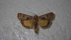 Epilecta linogrisea