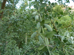 Balanites aegyptiaca