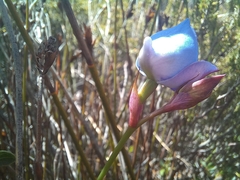 Disa graminifolia