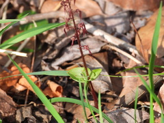 Neottia bifolia