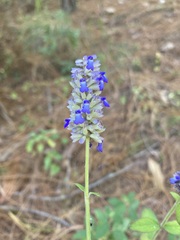 Salvia lavanduloides