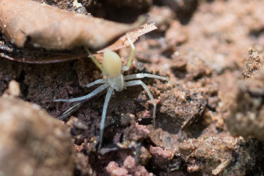 Gephyrellula violacea