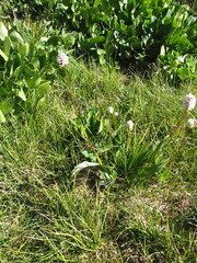 Bistorta bistortoides