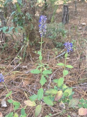 Salvia lavanduloides