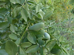 Balanites aegyptiaca