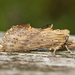 Pale Prominent - Photo (c) nutmeg66, some rights reserved (CC BY-NC-ND)