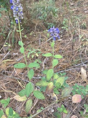 Salvia lavanduloides
